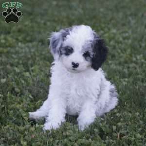 Kaci – F1b, Cavapoo Puppy